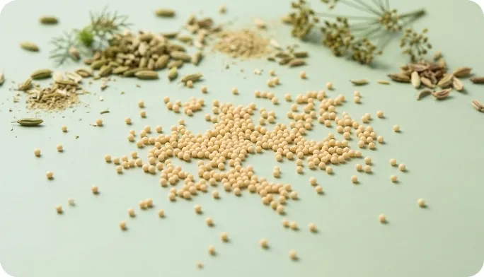 Encapsulated Fennel extract Extract Beadlets