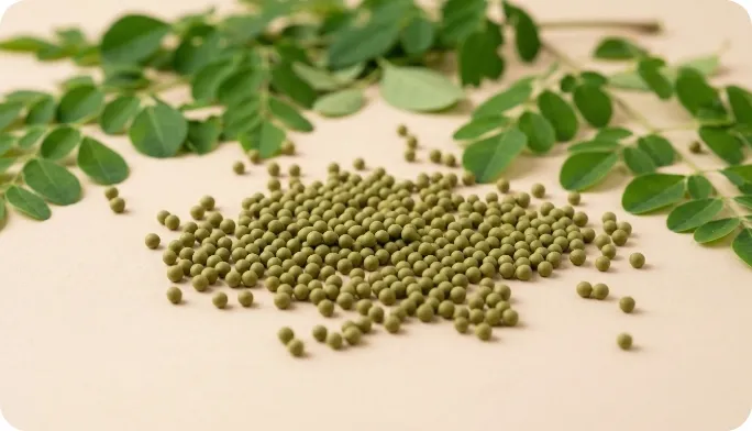 Encapsulated Moringa Leaf Beadlets