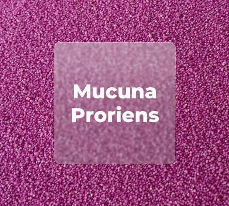 MUCUNA PRURIENS EXTRACT BEADLETS