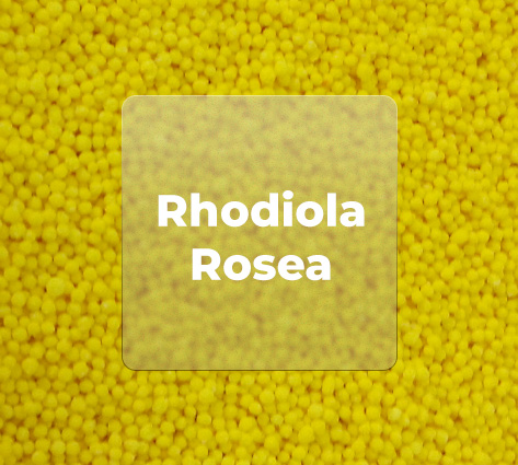 RHODIOLA ROSEA EXTRACT BEADLETS